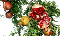 خواص درمانی انار از نگاه امام رضا(ع)