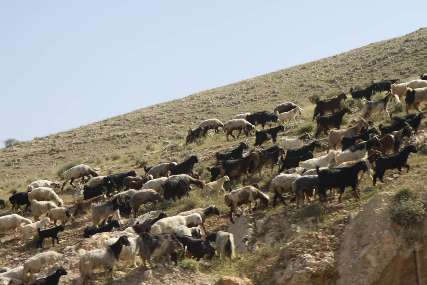 زمان بازگشت دامداران عشايري به مناطق قشلاقي نيمه دوم آبان است
