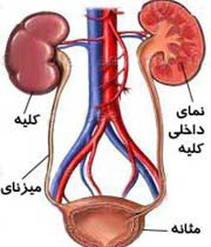 درمان بی اختیاری مدفوعی و ادراری در فارس