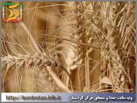 حفظ سرمایه‌های کشاورزی در قروه نیازمند برنامه‌ریزی دقیق است