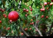 آغاز برداشت انار در سيروان ‏
