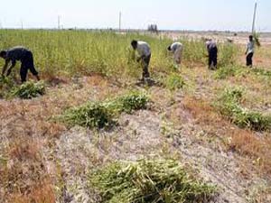 برداشت 50 تن کنجد در بستک