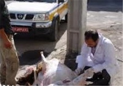 آمادگی اکیپ‌های دامپزشکی دره‌شهر همزمان با عید قربان