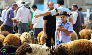 خريد و فروش دام در آستانه عيد قربان + تصاوير