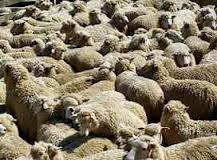عبداللهی خبر داد : عرضه حدود 60 درصد دام مورد نیاز تهران برای عید قربان ؛ در جایگاه‌های شهرداری
