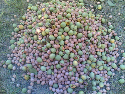 گردي که واقعا گردو است + عکس
