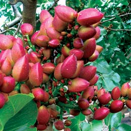 21 هکتار از از اراضی گیلانغرب زیر کشت پسته قرار دارد.