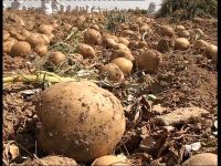 کردستان چهارمین استان تولید کننده سیب زمینی در کشور