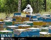 افزايش ۸۰ درصدی توليد عسل در آبدانان ‏
