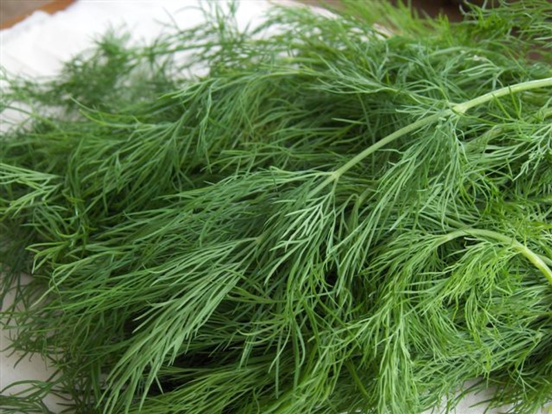 کاهش چربی خون با شوید