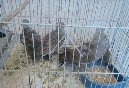 دستگیری 10 شکارچی متخلف در کامیاران
