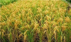 خودکفایی و امنیت‌ غذایی ملی در گرو توسعه زیربنایی کشاورزی