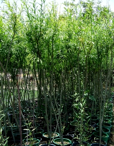 ساخت باغ شهدا در گیلان