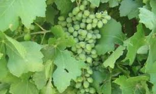 پاک کننده ای ناشناخته برای دفع سموم