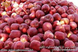 کاهش 70 درصدی برداشت محصول سیب در خلخال