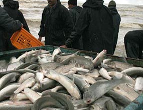 توليد بیش از 500 تن ماهی سردآبی و گرمابی در خراسان شمالی