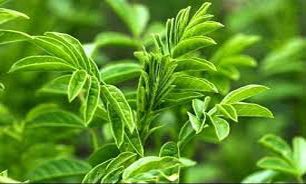 گياهي که "پوستتان" را شکوفا مي کند