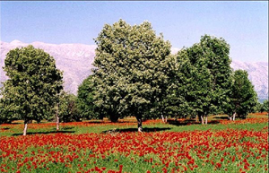 بهبودی جنگل دشت برم فارس از آفت