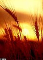 آغاز كشت گندم در دزفول تا يك ماه آينده