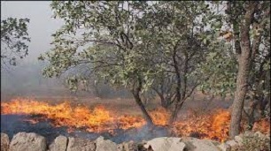 کاهش 41 درصدی آتش سوزي در مراتع و جنگل های کرمانشاه