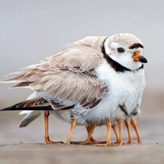 عکس/ این یک مادر است!