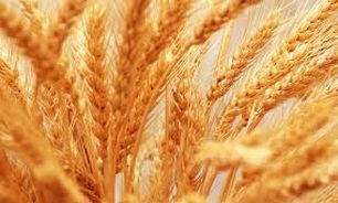 تولید 680 هزار تن گندم در آذربایجان غربی