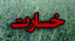 خسارت 5 میلیارد تومانی به مزارع فارس بر اثر بارندگی