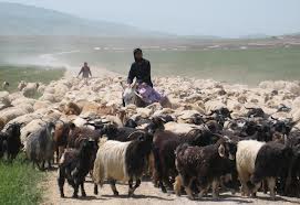 دام های سبک عشایر خراسان رضوی پرواربندی شدند
