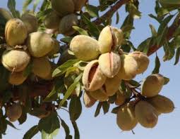 بادام کاران استان چهارمحال و بختیاری مراقب باشند