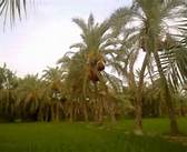 نخلستان حسابی پر پول برای آینده