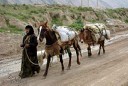 کوچ چهار هزار خانوار عشایری خاش به مناطق گرمسیری