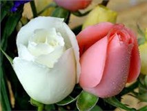 توسعه واحدهای تولید گل و گیاه، ارزآوری بالا برای استان به دنبال دارد