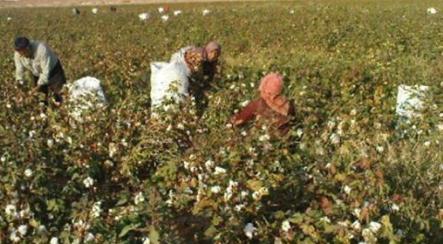 آغاز برداشت پنبه از مزارع استان سمنان
