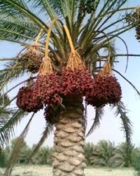 خرید بیش از صد تن خرما از مناطق عشایری سیستان و بلوچستان