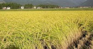 خسارت ۱۳ میلیارد تومانی به محصولات کشاورزی فارس بر اثر سرمازدگی