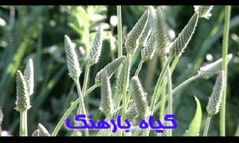 برطرف شدن عفونت های ریه با مصرف بارهنگ