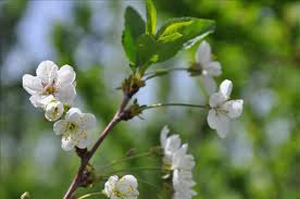 شکوفه دادن برخی درختان فارس در پاییز