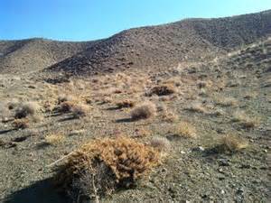 بذرپاشی ۵۰ هکتار از مراتع سوخته سقز