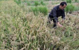 پرداخت خسارت به شالیکاران گیلانی