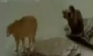 شکاری که شکارچی را مغلوب کرد + فیلم