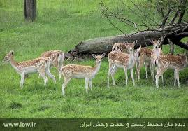گونه جانوری«زرده بر» در استان مرکزی در معرض آسیب است