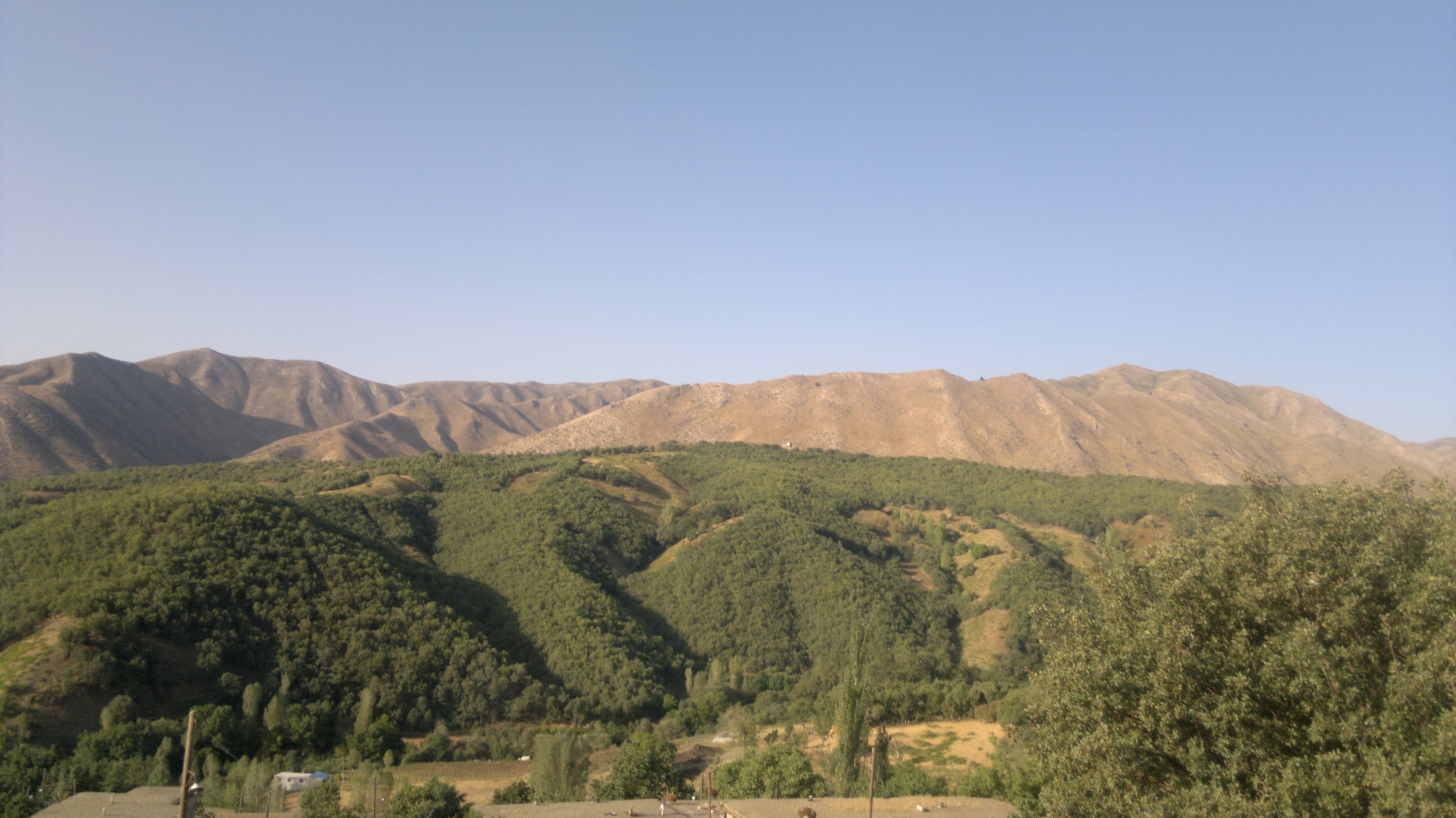 طرح غنی سازی جنگل های سردشت