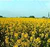 آغاز کشت دانه های روغنی در دره شهر ‏