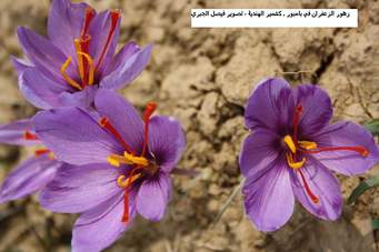 سطح زيركشت زعفران در يزد به پنج هكتار افزايش مي‌يابد