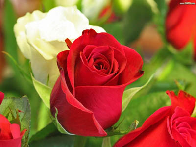 ارزش تولید ناخالص گل رز در کهگیلویه وبویراحمد 60 میلیارد ریال است