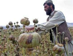 تولید مواد مخدر در افغانستان به 12 هزار تن در سال افزایش یافته است