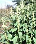 اجرای طرح IPM در 7 هزار هکتار از کشتزارهای قم