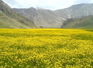 سرشماری گونه های گیاهی در پارک ملی بمو استان فارس