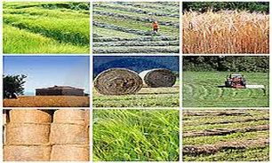 اختصاص 283 میلیارد ریال برای اعطای تسهیلات به کشاورزان آذربایجان غربی