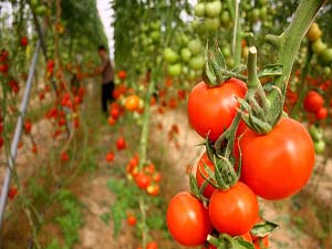 آغاز برداشت گوجه از گلخانه ای حاجی آباد